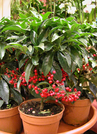 Australian holly,coral ardisia,coral bush,coral berry,coral berry tree,hens eyes,spice berry